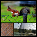 PVC Cadeia Link Fence / Wire Mesh Fence